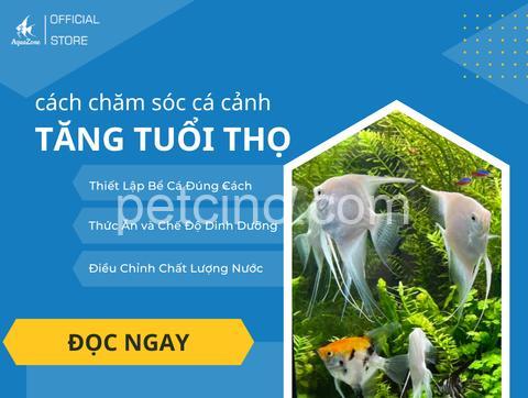 Cách Chăm Sóc Cá Cảnh Khi Bị Bệnh: Dấu Hiệu & Nguyên Nhân