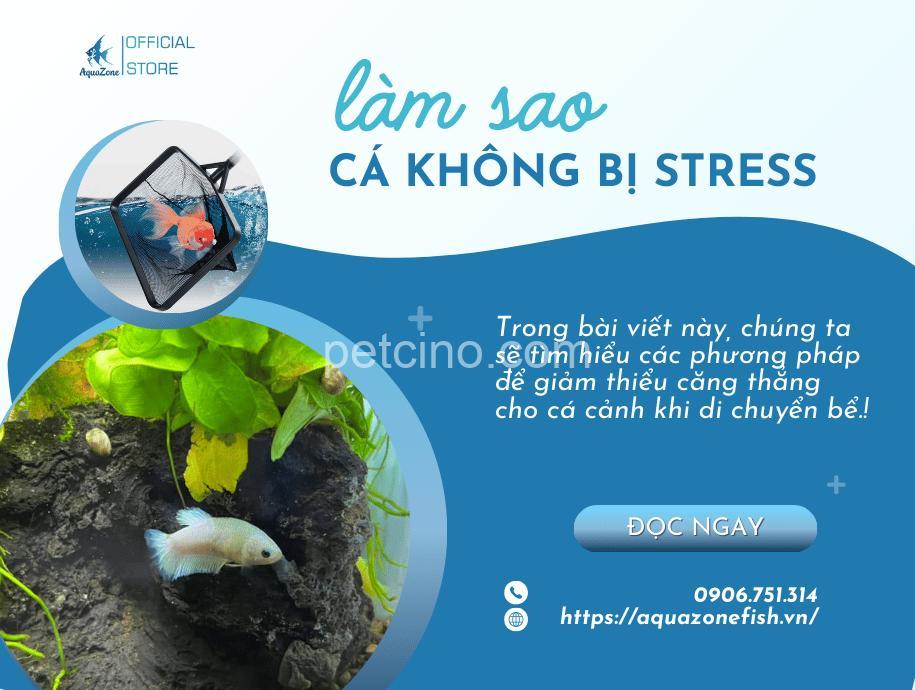 Làm thế nào để cá cảnh không bị stress? Nguyên nhân & Giải pháp!